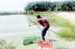 Kinh tế Nông nghiệp - Nông thôn Bền vững cho kinh tế trang trại
