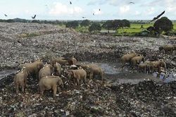 Đau lòng hình ảnh đàn voi 'chết dần chết mòn' vì phải ăn rác thải nhựa ở bãi rác
