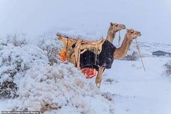 Tuyết bất thường bao phủ sa mạc Sahara