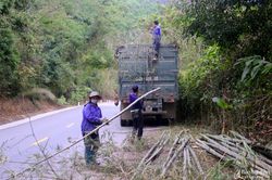 Mét rừng đẹp được 'tuyển' về xuôi bán làm cây nêu Tết