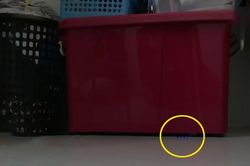 Rạng sáng thấy ánh sáng lạ dưới thùng đồ, cô gái sợ hãi rời khỏi nhà ngay khi biết đó là thứ gì