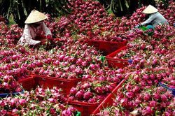 Thanh long tụt giá không phanh, chưa có giải pháp tiêu thụ lâu dài