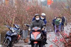 Tết sớm về trên làng đào Nhật Tân