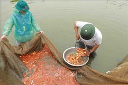 Làng cá chép đỏ Thủy Trầm vào vụ Tết