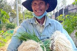 Quảng Ngãi: Rộn ràng mùa kiệu Tết