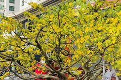 Như là đã Tết!