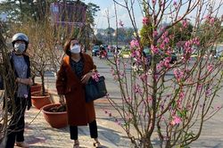 Đa dạng đào bích, đào phai xuống phố