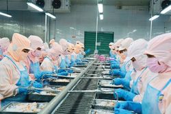 Việt Nam xuất khẩu tôm sang Mỹ tăng kỷ lục
