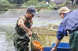 Giá cá chép đỏ tăng gấp đôi, dân làng Thủy Trầm hối hả xuống ao bắt cá