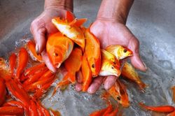 Cách chọn và thả cá chép ông Công ông Táo thế nào cho đúng?