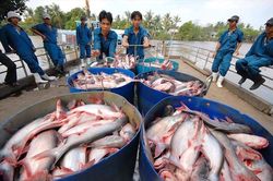Tôm cá đi Trung Quốc gặp hạn, xuống thấp nhất trong 5 năm