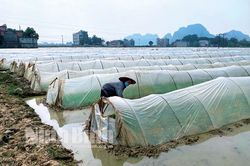 Tích cực chuẩn bị cho sản xuất vụ Đông Xuân