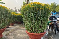 Cúc 'chân dài' đổ bộ về TP Hồ Chí Minh, giá cả chục triệu đồng