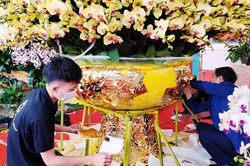 Hà Nội: Chậu lan hồ điệp ở chợ hoa Tết có gì đặc biệt mà giá hơn 1 tỷ?