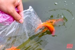 Người dân thả cá tiễn 'ông Công ông Táo'