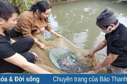 Hướng thoát nghèo từ nuôi cá giống Dầm Xanh tại bản Pượn