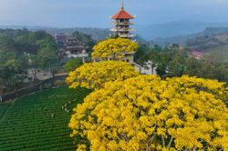 Phượng vàng rực rỡ ở Tu viện Bát Nhã