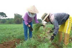Trồng ném ở vùng Cùa cho thu nhập cao gấp 4 - 5 lần so với trồng sắn