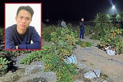 Chặt phá quất vì chủ vườn… bán giá cao