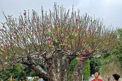 Thét giá 100 triệu đồng gốc đào khủng tạo dáng 'bàn tay lộc'