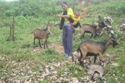 Kinh tế Nông nghiệp - Nông thôn Điều tra sinh kế hộ gia đình dễ bị tổn thương do dịch COVID-19
