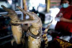Thịt cá sấu 'cháy hàng' ở Thái Lan khi thịt lợn trở thành 'xa xỉ phẩm'