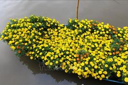 Sắc xuân làng hoa Xáng Mới