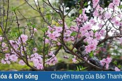 Hoa xuân rộn ràng trên phố