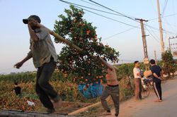 'Thủ phủ' quất Văn Giang tất bật nhổ gốc đi tỉnh