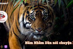 Năm Nhâm Dần nói chuyện hổ trong văn hóa Việt Nam
