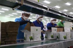 Giảm 2% thuế VAT để hỗ trợ phục hồi kinh tế
