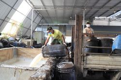 ''Vàng trắng'' hồi sinh, người nông dân có Tết ấm