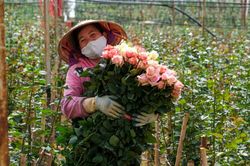 Hướng tới xây dựng thương hiệu Hoa hồng Langbiang