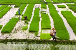 Nông dân vào vụ sản xuất mới