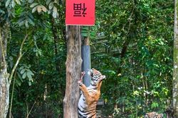 Xem hổ leo cây mở quà Tết