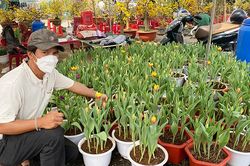 Người Phố núi trồng hoa tulip chơi Tết