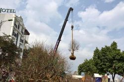 Hàng trăm cành đào bị chặt bỏ ở Chợ hoa xuân Lào Cai