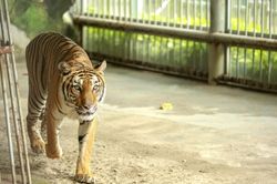 Tới vườn thú, nghe chuyện về 'chúa sơn lâm'mùa dịch