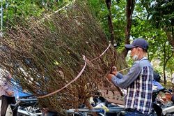 Cuối giờ chợ hoa xuân, những gốc đào khủng bị cưa ngang thân bán giá 200 ngàn đồng