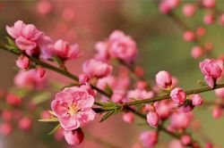 Dự báo thời tiết 1/2: Mùng 1 Tết Nhâm Dần Bắc Bộ rét đậm rét hại