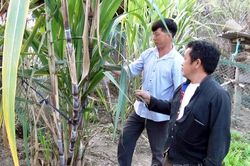 Những lá đơn xin thoát nghèo
