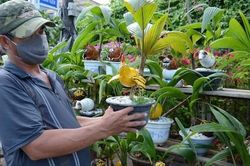 Dừa bonsai tạo hình con giáp 'cháy hàng' ngày cuối năm