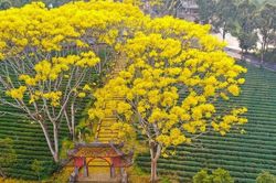Hoa phượng vàng ở Lâm Đồng nở rộ ngày đầu xuân Nhâm Dần