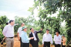 Rau củ quả - đi và đến