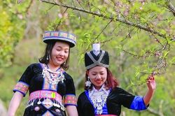 Xuân về trên cổng trời 'Sa Pa' xứ Nghệ