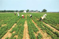 Dấu ấn nông sản miền nắng gió