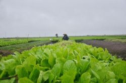 Kinh tế Nông nghiệp - Nông thôn Nhộn nhịp trên cánh đồng rau tết Điền Lộc