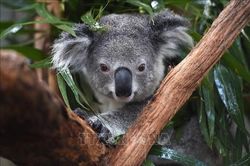 Australia chi 30 triệu USD để bảo tồn loài gấu koala