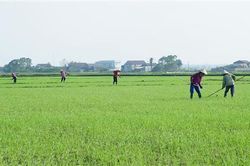 Lúa đông xuân đang phát triển tốt