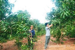 Xuân về bản tái định cư Bó Phúc